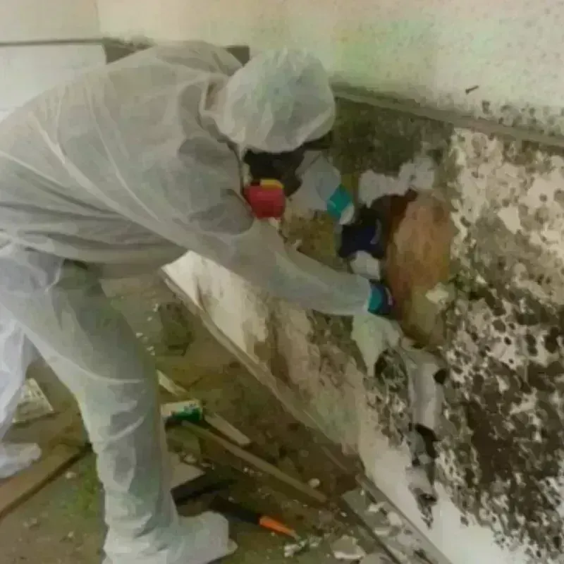 Mold Remediation and Removal in Fulton, IL